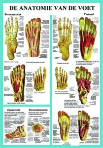 Anatomie van de Voet Poster A2 Nederlands