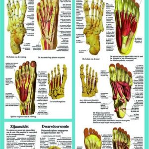 Anatomie van de Voet Poster A2 Nederlands