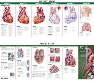 Anatomie van het Hart Studiegids