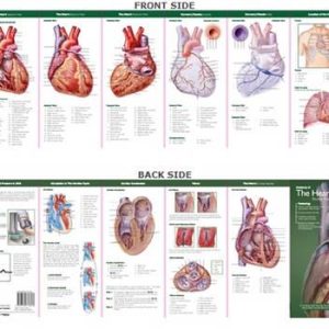 Anatomie van het Hart Studiegids