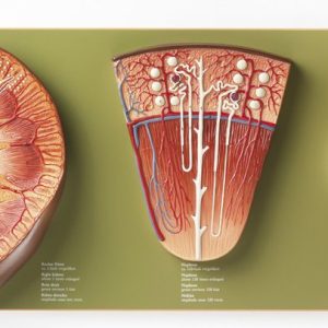 Anatomiemodel Nier, Nefron en Renaal Lichaampje