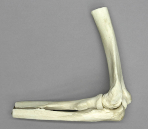 Anatomisch Model Ellebooggewricht