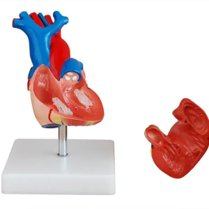 Anatomie Model Hart, Budget
