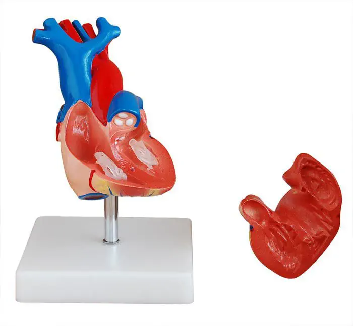 Anatomie Model Hart, Budget