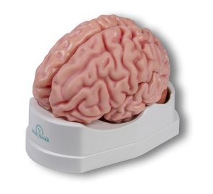 Anatomisch Model Hersenen, 5-delig