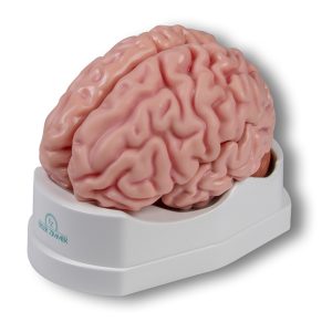 Anatomisch Model Hersenen, 5-delig