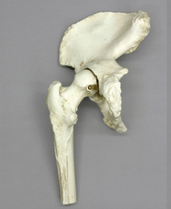 Anatomisch Model Heupgewricht