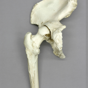 Anatomisch Model Heupgewricht