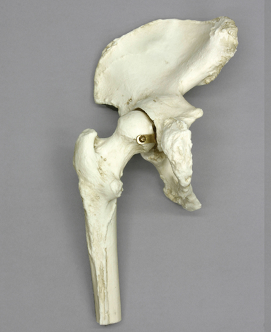 Anatomisch Model Heupgewricht