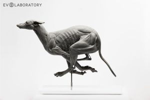 Anatomisch Model Hond Deluxe