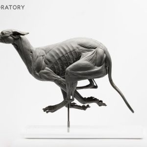 Anatomisch Model Hond Deluxe