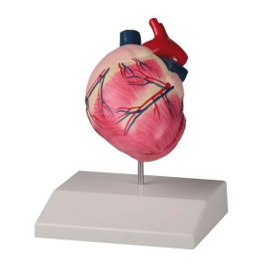 Anatomisch Model Hondenhart