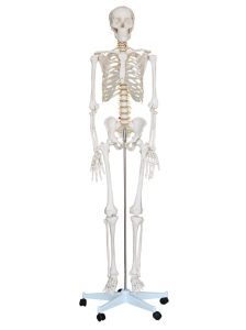 Levensgroot Menselijk Skelet, 180 cm