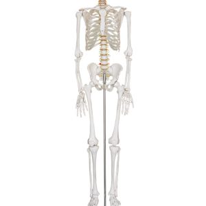 Levensgroot Menselijk Skelet, 180 cm