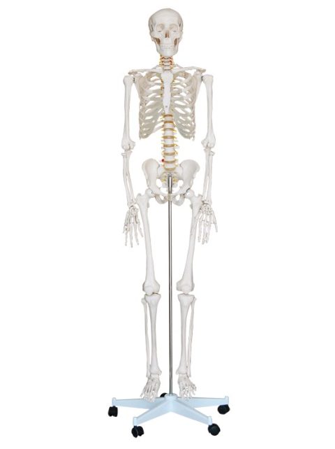 Levensgroot Menselijk Skelet, 180 cm