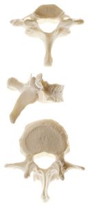 Anatomisch Model Losse Wervel