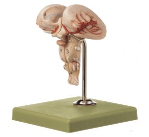 Anatomisch Model Medulla (2-delig)