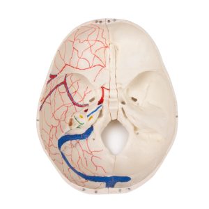 Anatomie Model Schedel Kind Deluxe, 14-delig