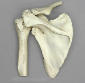 Anatomisch Model Schoudergewricht