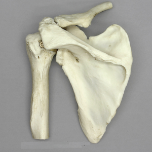 Anatomisch Model Schoudergewricht