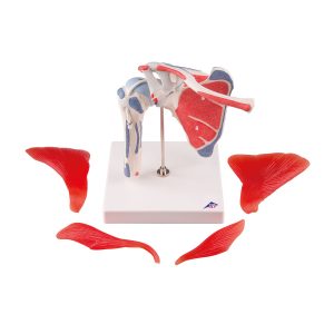 Schoudermodel met afneembare spieren
