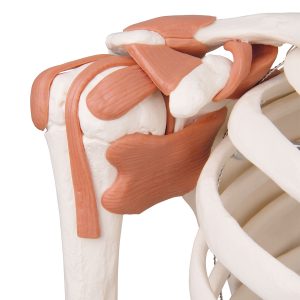 Skeletmodel met Ligamenten