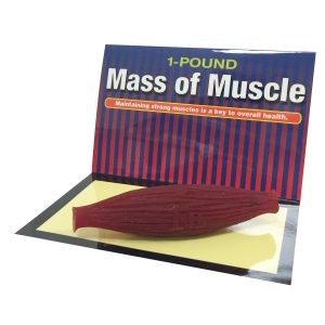 Anatomisch Model Spier (450 gram)