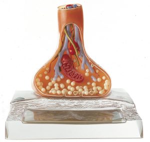 Anatomisch Model Synaps