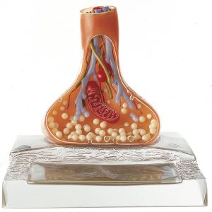 Anatomisch Model Synaps