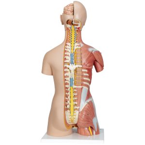 Deluxe spieren torso, 31-delig rompmodel