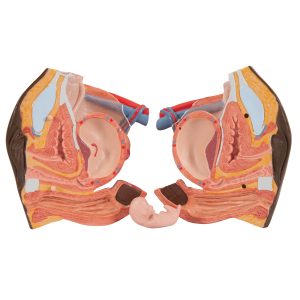 Man/vrouw torso Afrikaans, 24-delig rompmodel