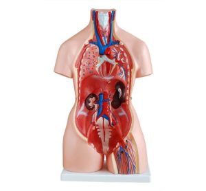 Anatomie Model Torso Budget Groot, 85 cm, 21-delig