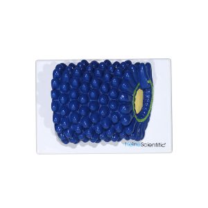 Virus Modellen Set