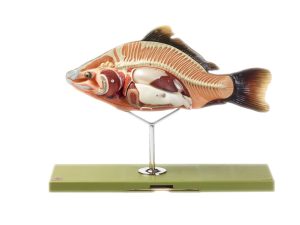 Vissen & Andere Waterdieren