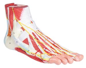 Anatomisch Model Voet, 9-delig