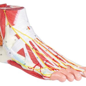 Anatomisch Model Voet, 9-delig