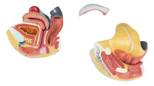 Anatomisch Model Vrouwelijke Geslachtsorganen, 4-delig