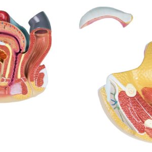 Anatomisch Model Vrouwelijke Geslachtsorganen, 4-delig