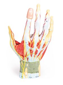 Anatomisch Model Hand, 7-delig