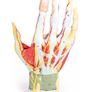 Anatomisch Model Hand, 7-delig