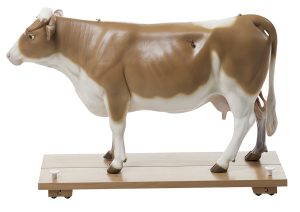 Anatomisch Model van een Koe