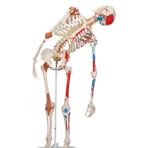 Flex skelet spieraanhechtingsplaatsen & ligamenten