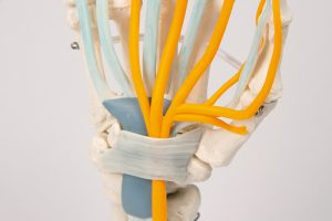 Handmodel met Pezen, Zenuwen en Carpaal Tunnelsyndroom