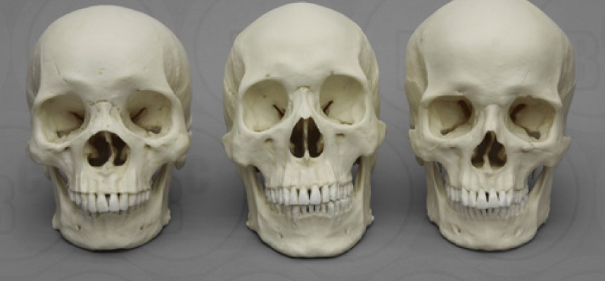 Anatomische modellen BoneClones