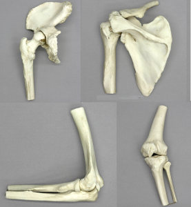 Anatomische Gewrichtsmodellen Set