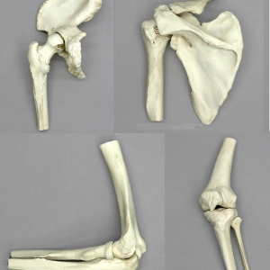 Anatomische Gewrichtsmodellen Set