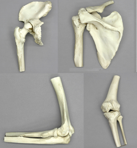 Anatomische Gewrichtsmodellen Set