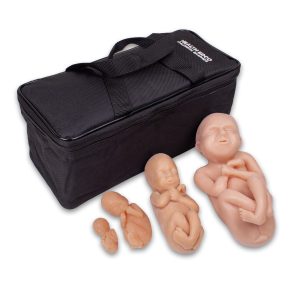 Foetus Modellen Set (4 stuks)