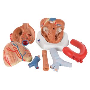 Anatomisch Hartmodel 7-delig