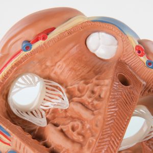 Anatomisch Hartmodel 7-delig